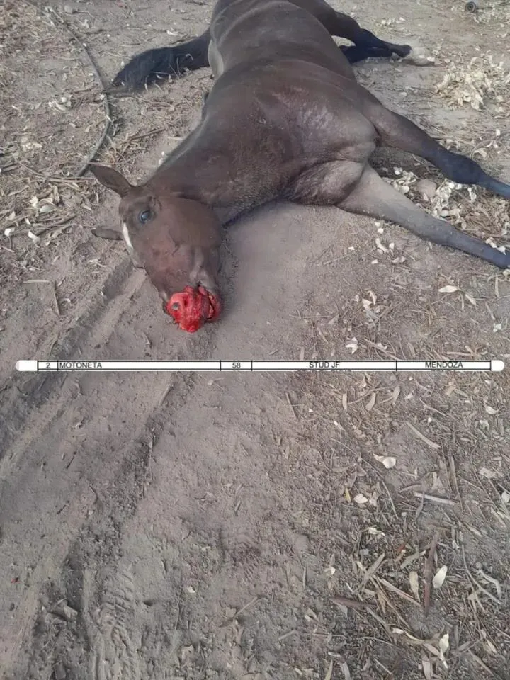 WhatsApp Image 2025-06-18 at 17.19.17