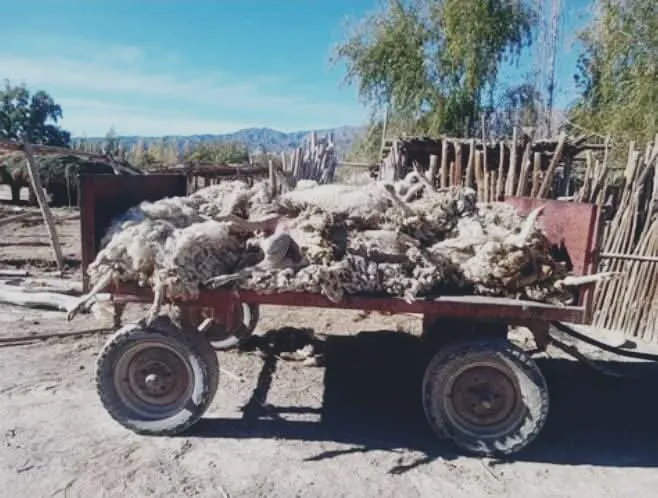 WhatsApp Image 2025-05-14 at 08.57.40